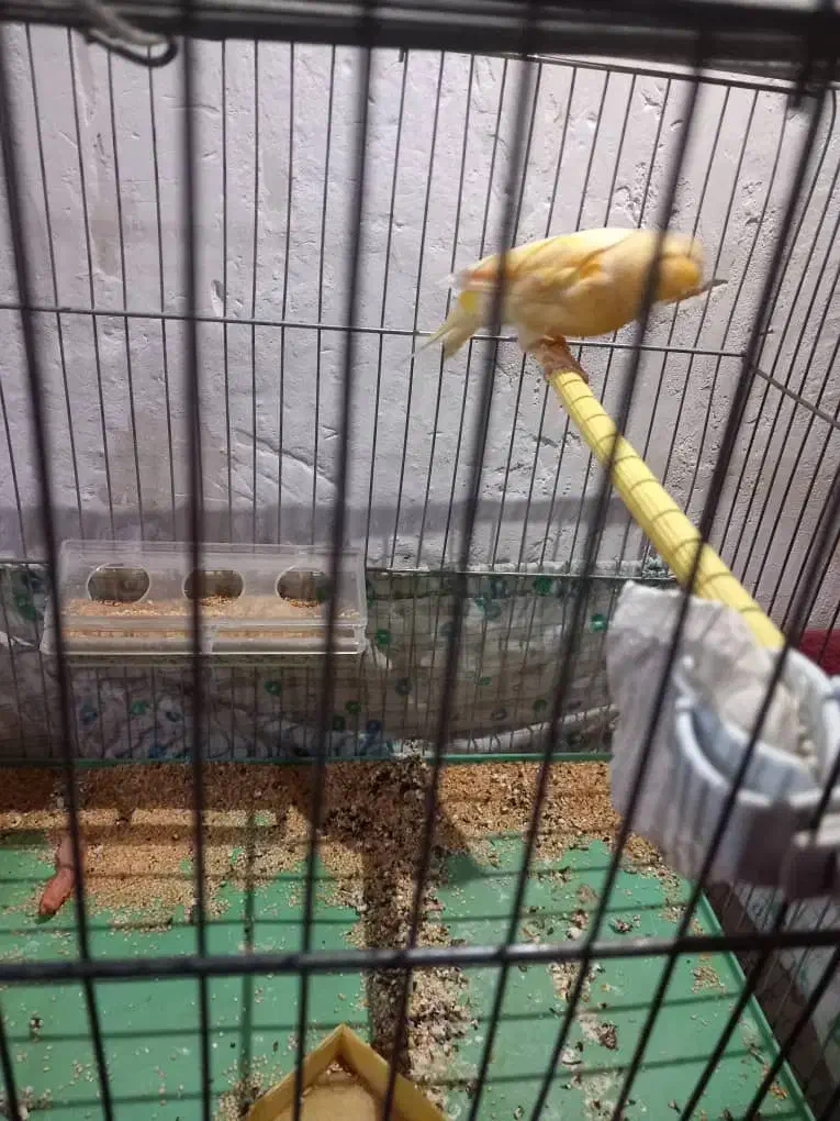 قناری|پرنده|یزد, |دیوار