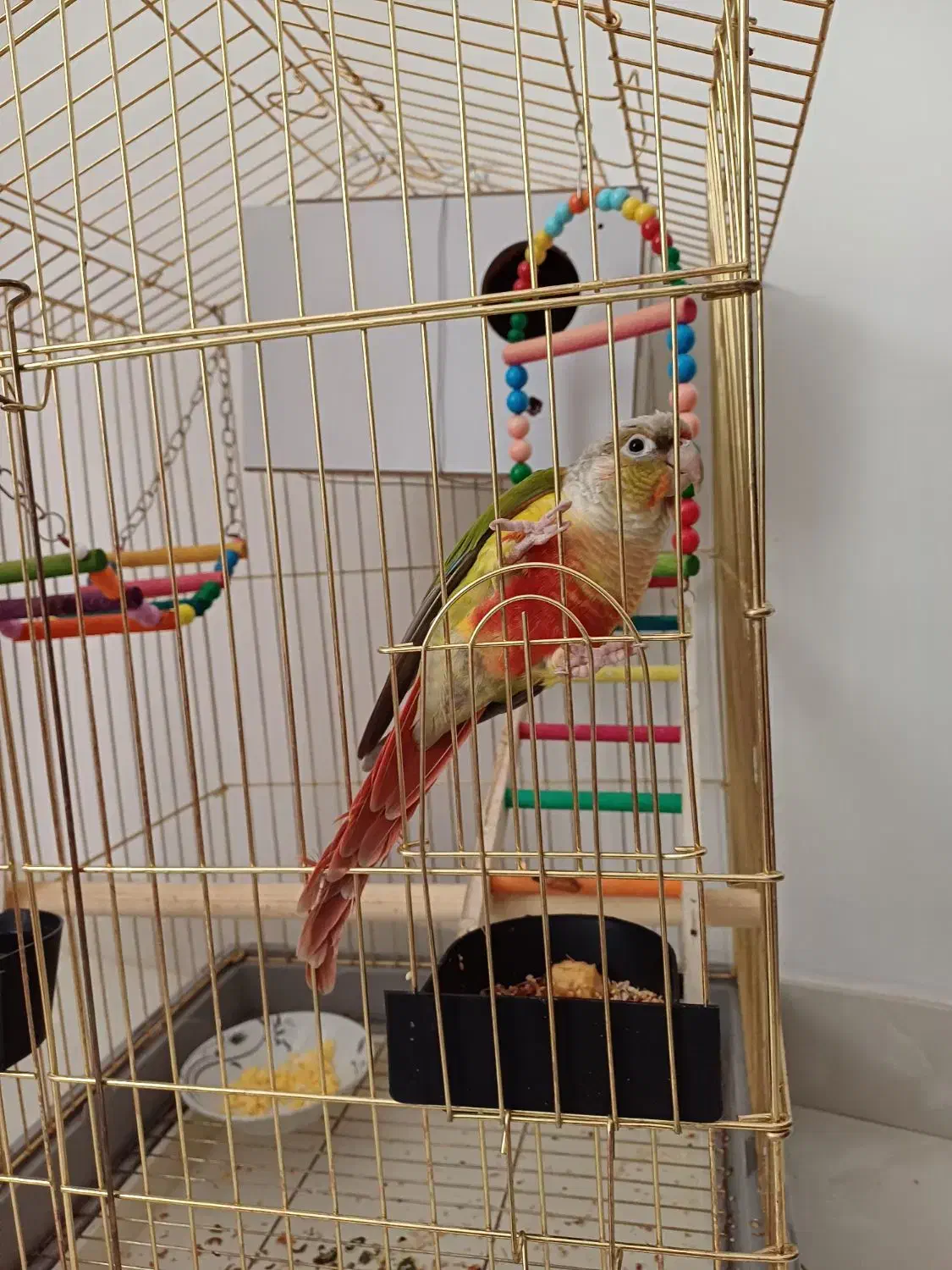 طوطی گرینچک|پرنده|سنندج, |دیوار