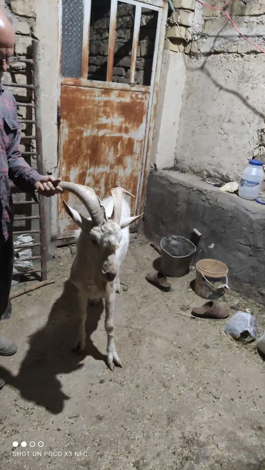 نربز سانن|حیوانات مزرعه|آران و بیدگل, |دیوار