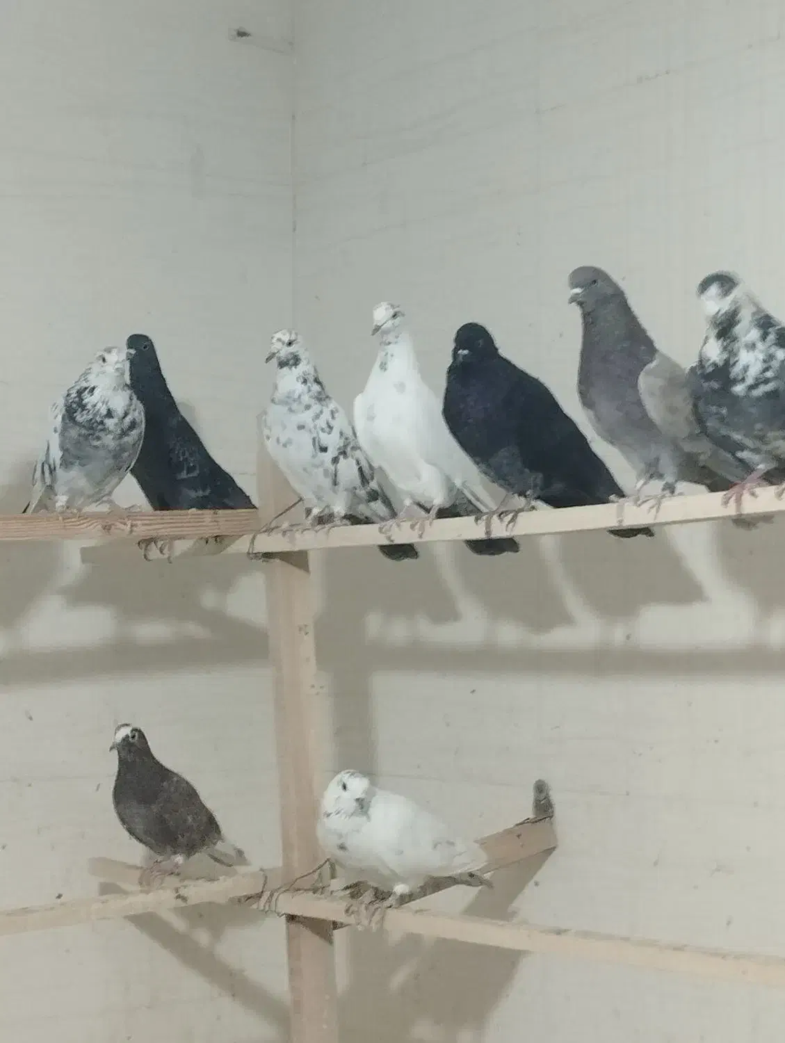 کفتر ی جای|پرنده|شهریار, شهرک امیریه|دیوار