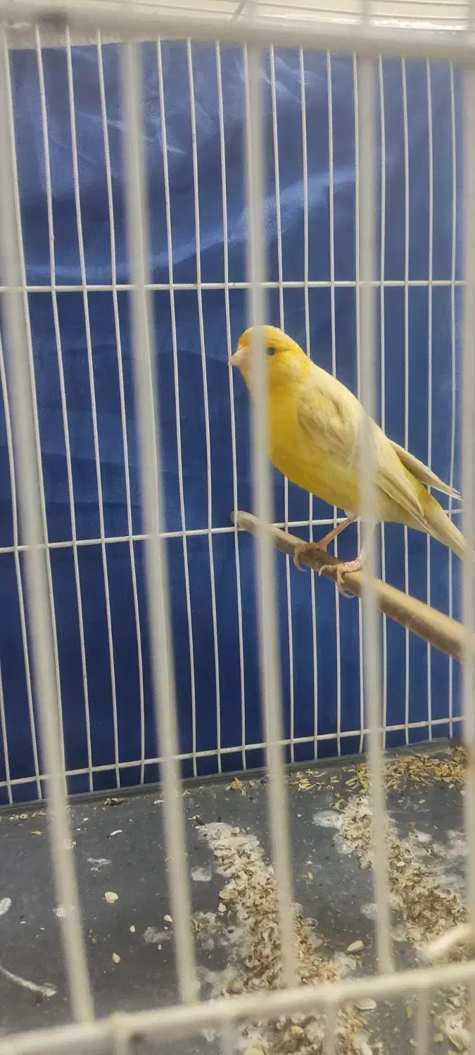 قناری زیتونی نر مست دهن سهره|پرنده|مشهد, تلگرد|دیوار