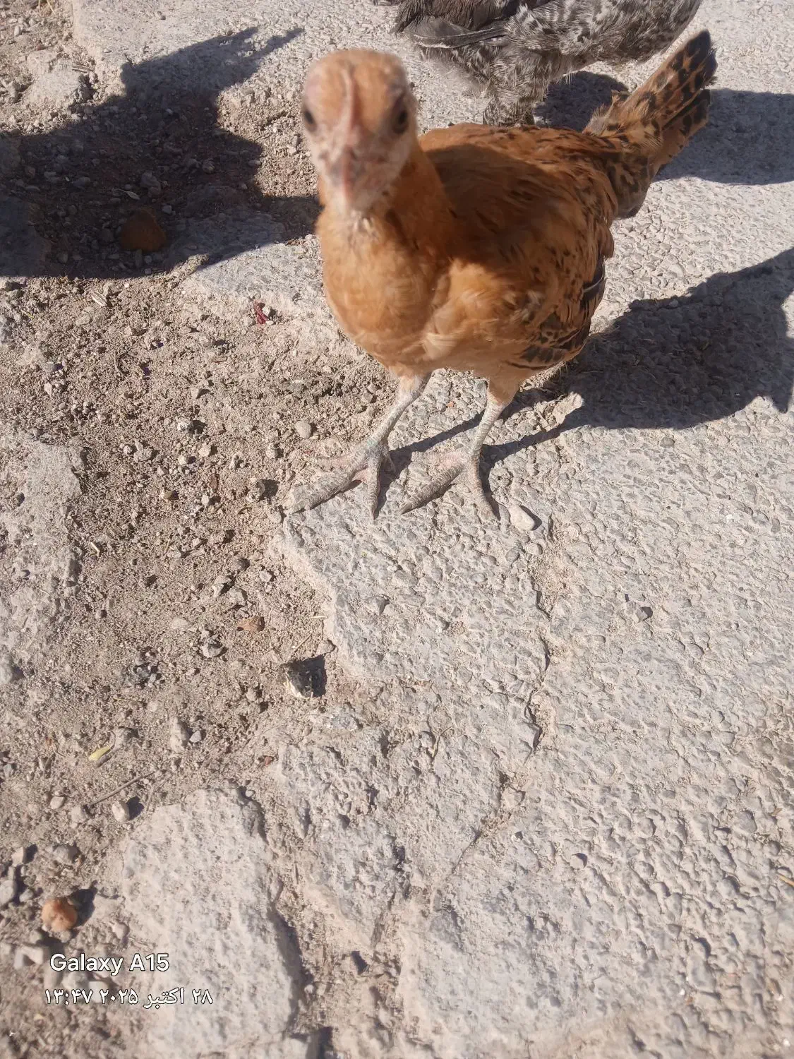 جوجه گلین|حیوانات مزرعه|اسلام‌‌آباد غرب, |دیوار