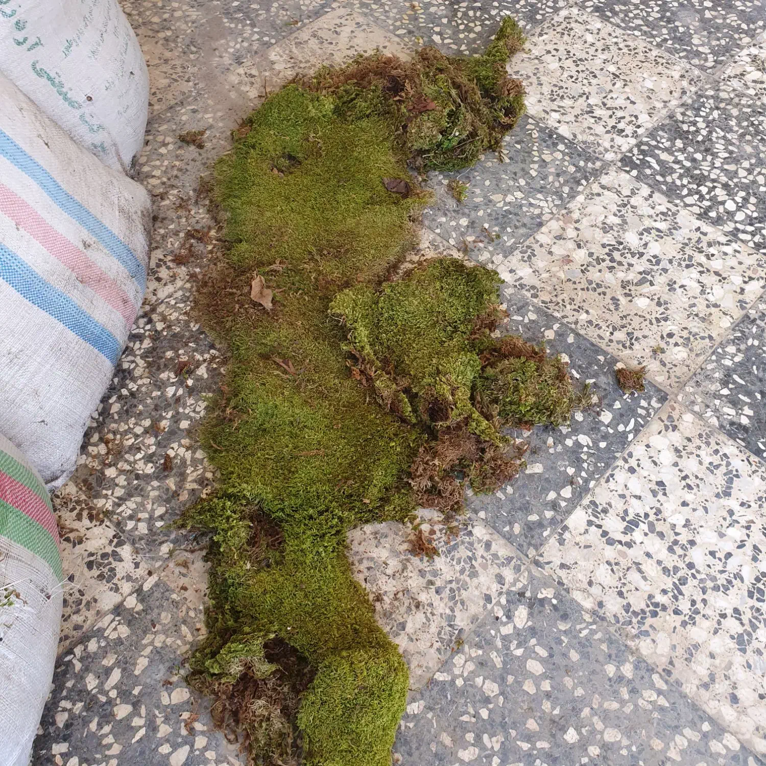 خزه جنگلی تازه با گونی سه خط بزرگ|گل و گیاه طبیعی|مرزیکلا, |دیوار