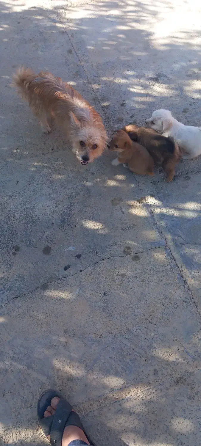 سگ شیتزو شناسنامه دار|سگ|سنندج, |دیوار