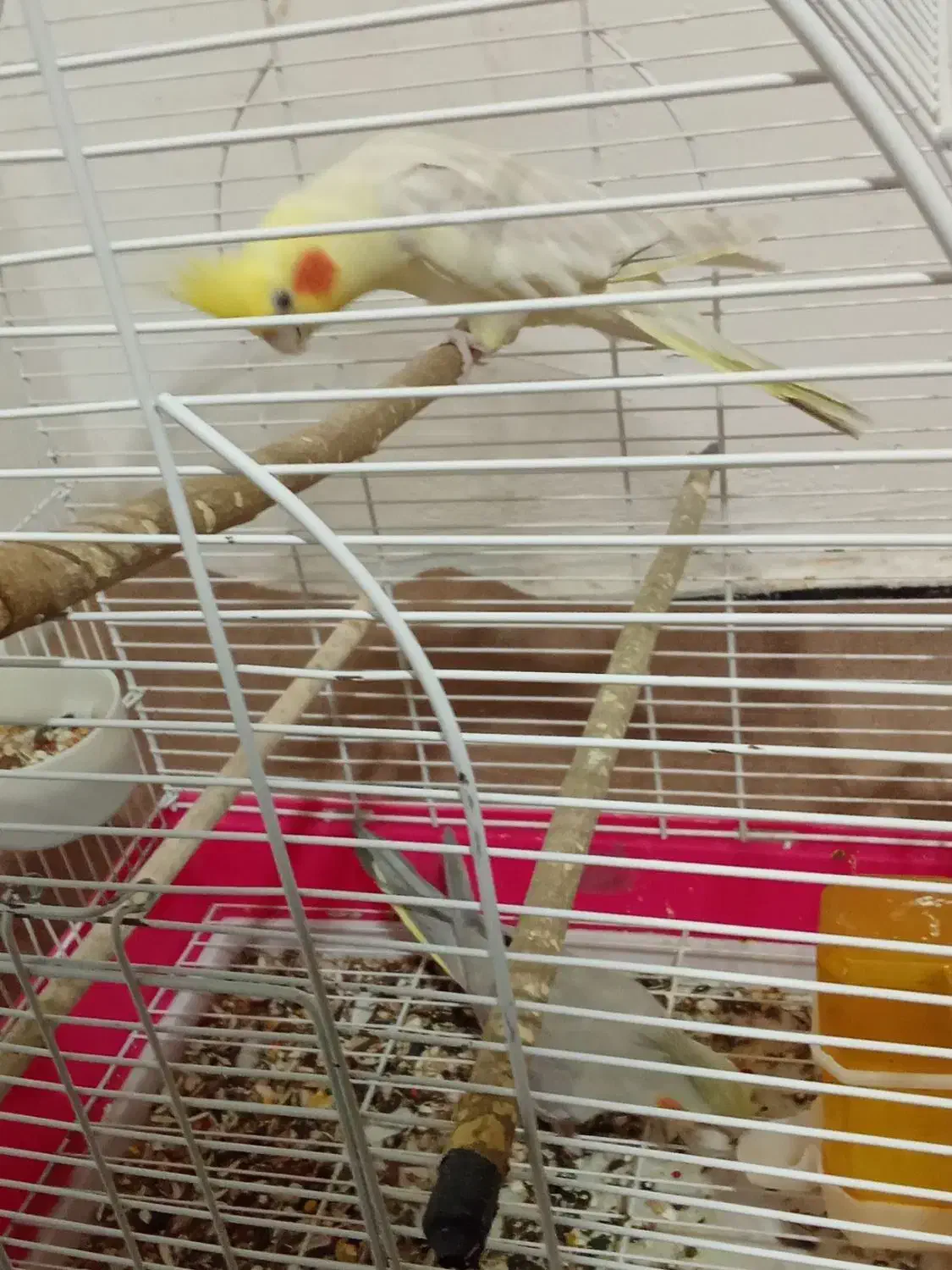 عروس هلندی|پرنده|شوشتر, |دیوار