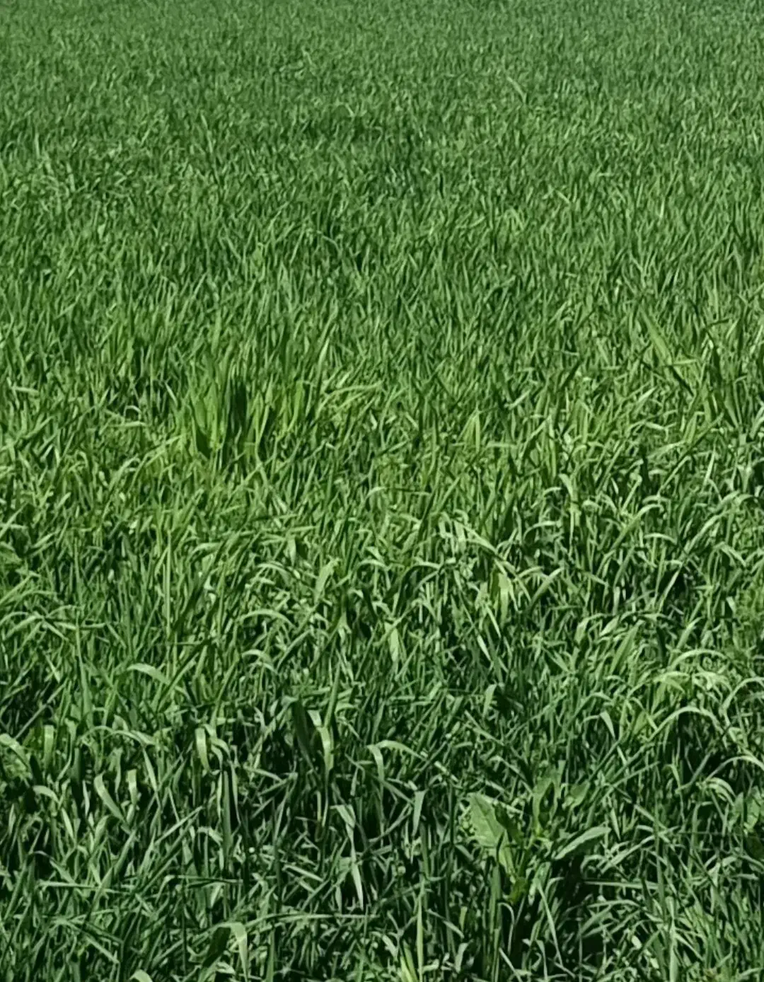 جو برای بذر وجو دامی|عمده‌فروشی|هشتگرد, تهران دشت|دیوار