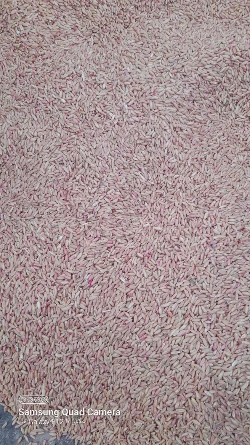 گندم|عمده‌فروشی|چاراویماق, |دیوار