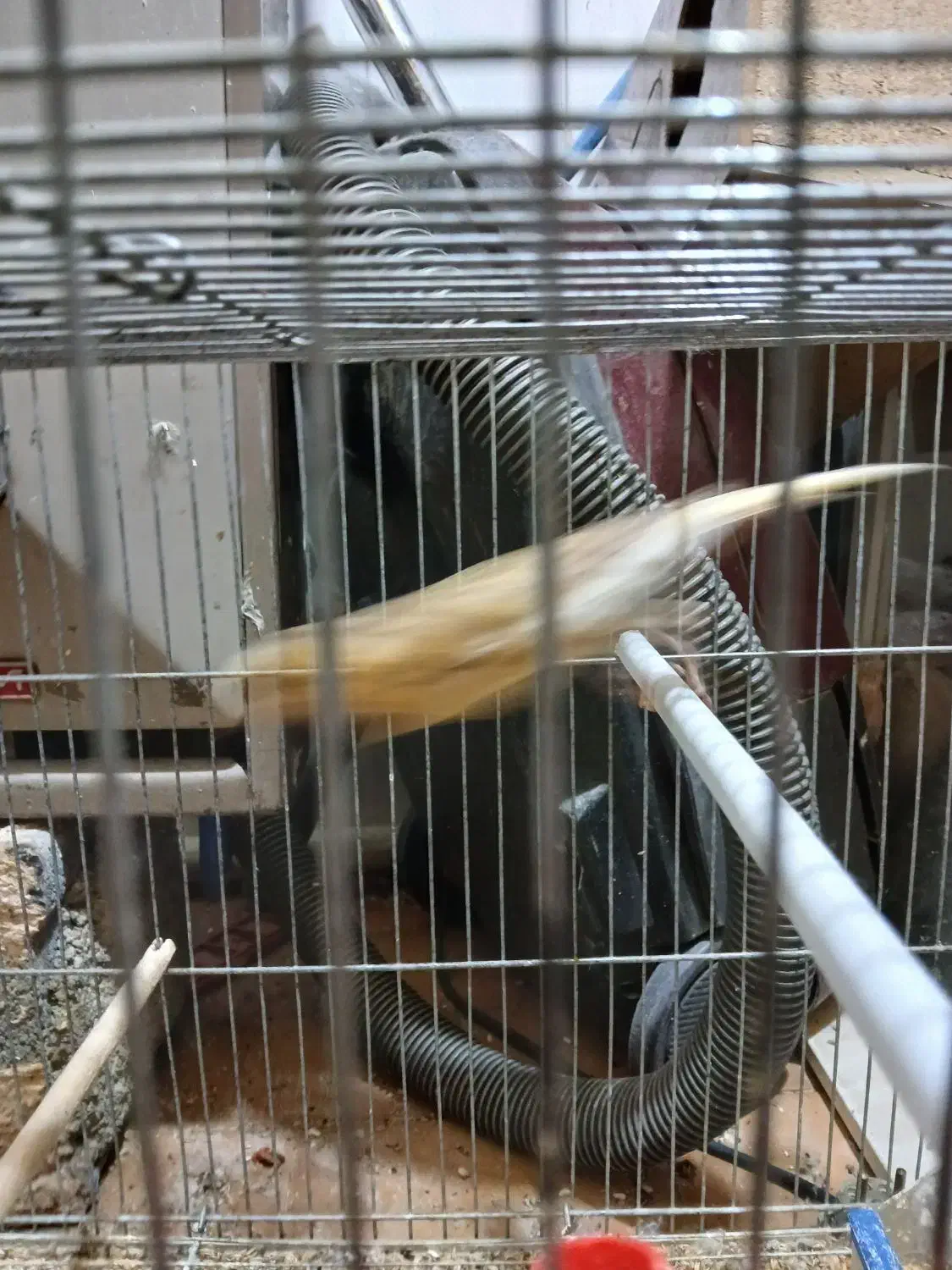 قناری|پرنده|اصفهان, فروردین|دیوار