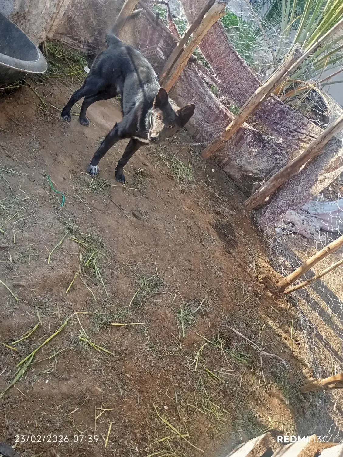 سگ گرگ|سگ|جیرفت, |دیوار