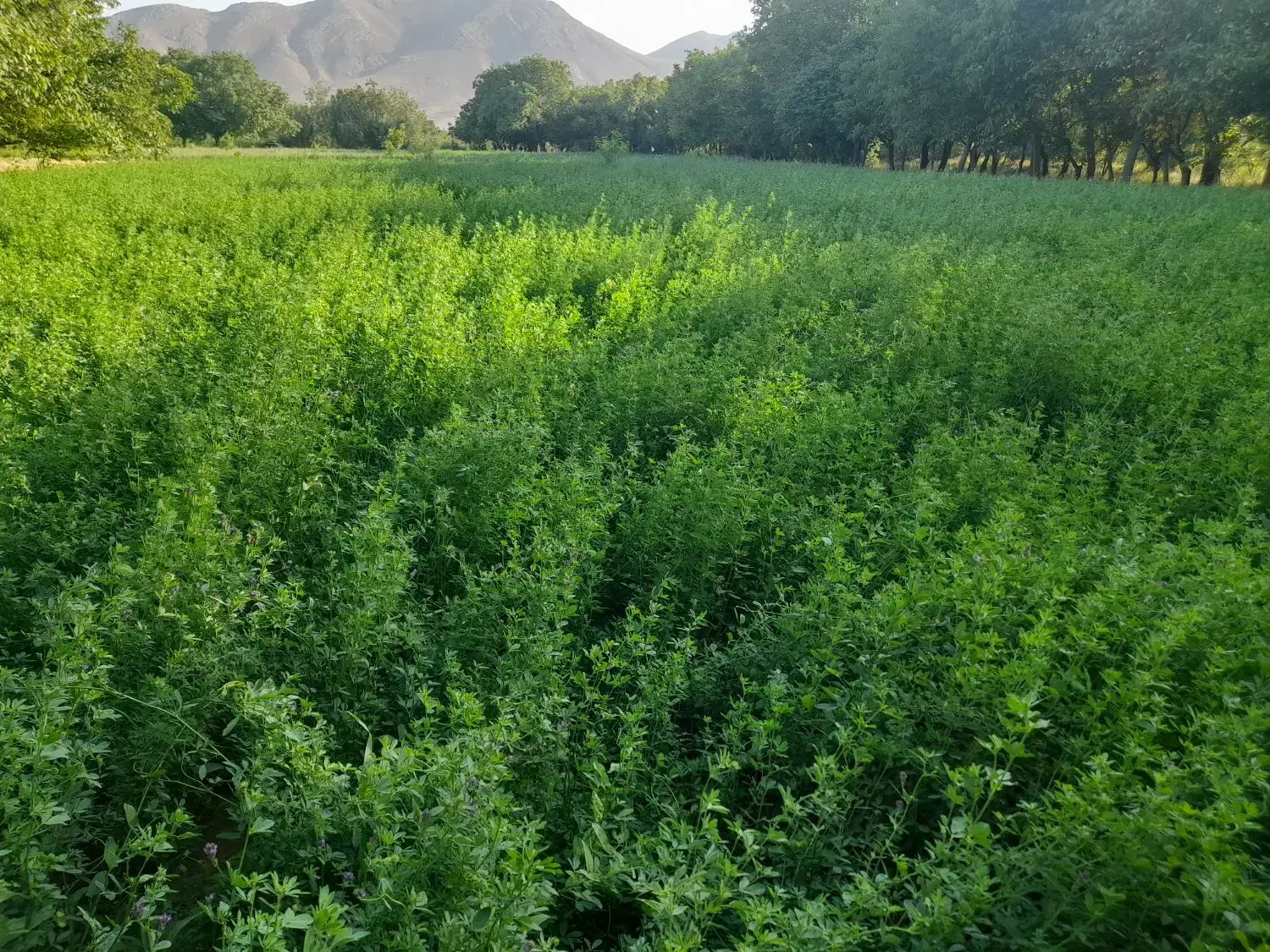 بذر یونجه|گل و گیاه طبیعی|ساوه, |دیوار