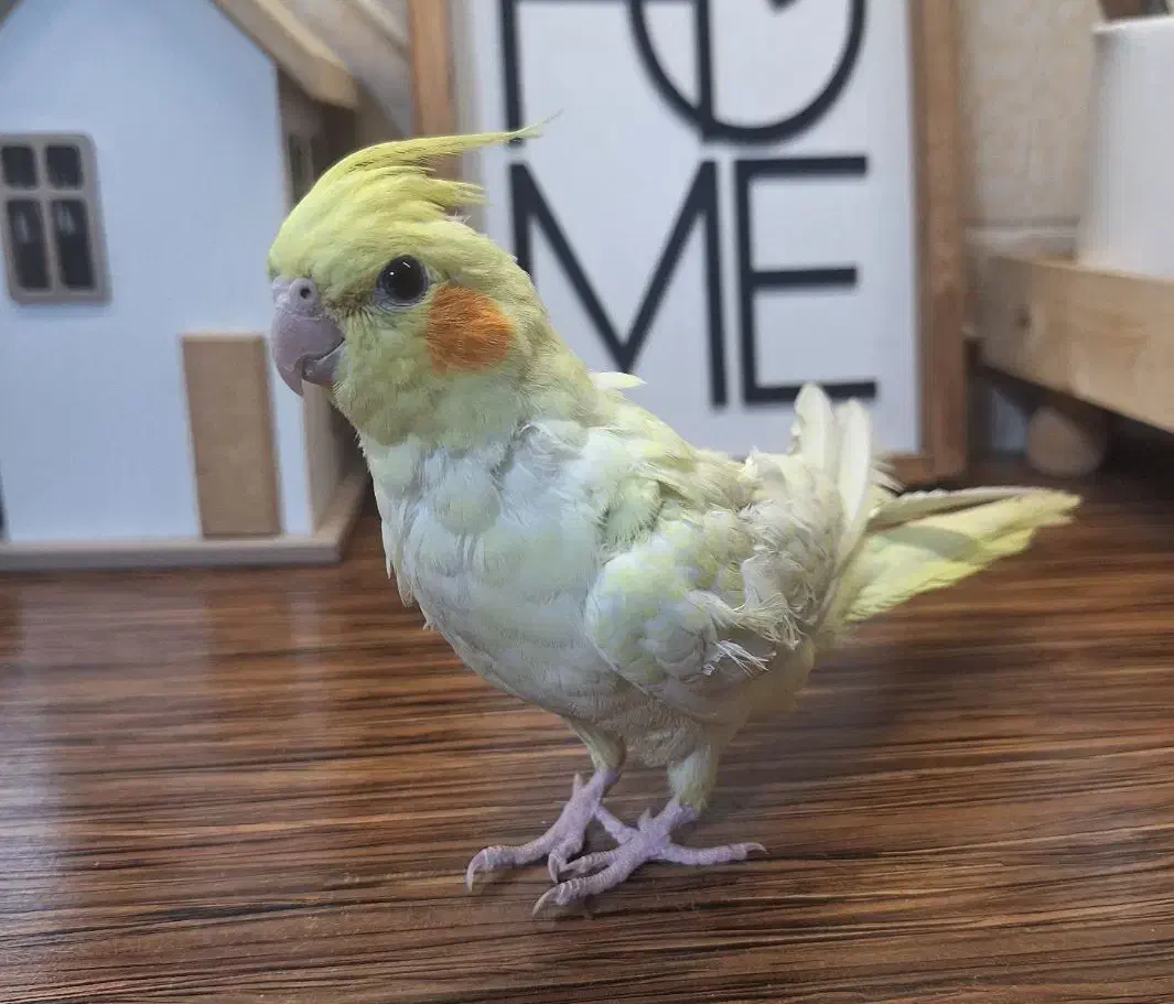 عروس هلندی رام|پرنده|محمدشهر, همایون ویلا|دیوار