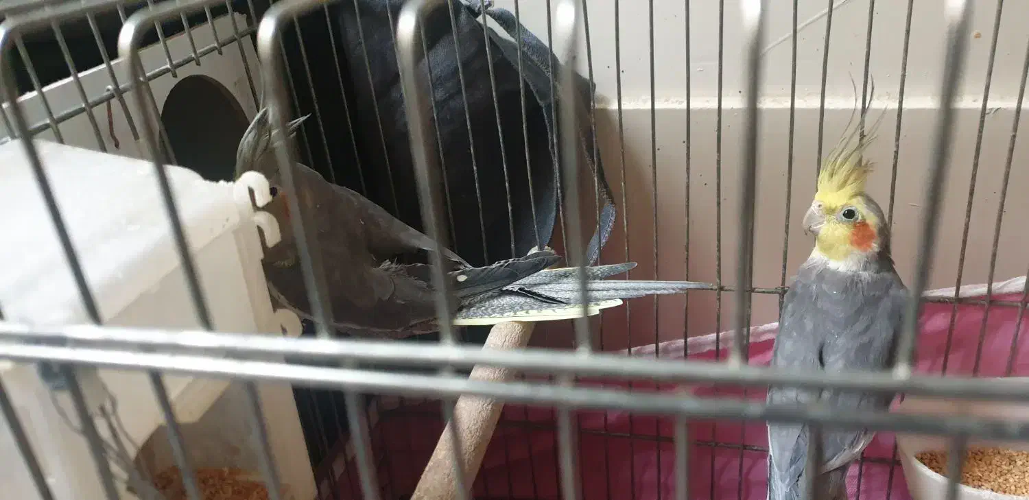 عروس هلندی جفت مولد|پرنده|اصفهان, شیخ اشراق|دیوار