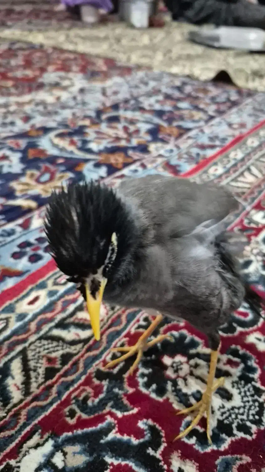 مرغ مینا|پرنده|اردبیل, |دیوار