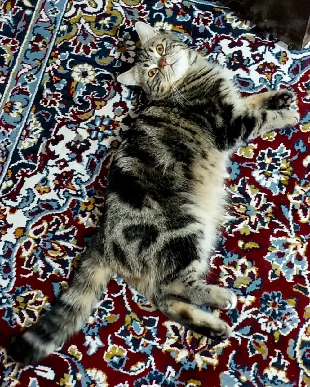 گربه میکس اسکاتیش پرشین|گربه|خوی, |دیوار