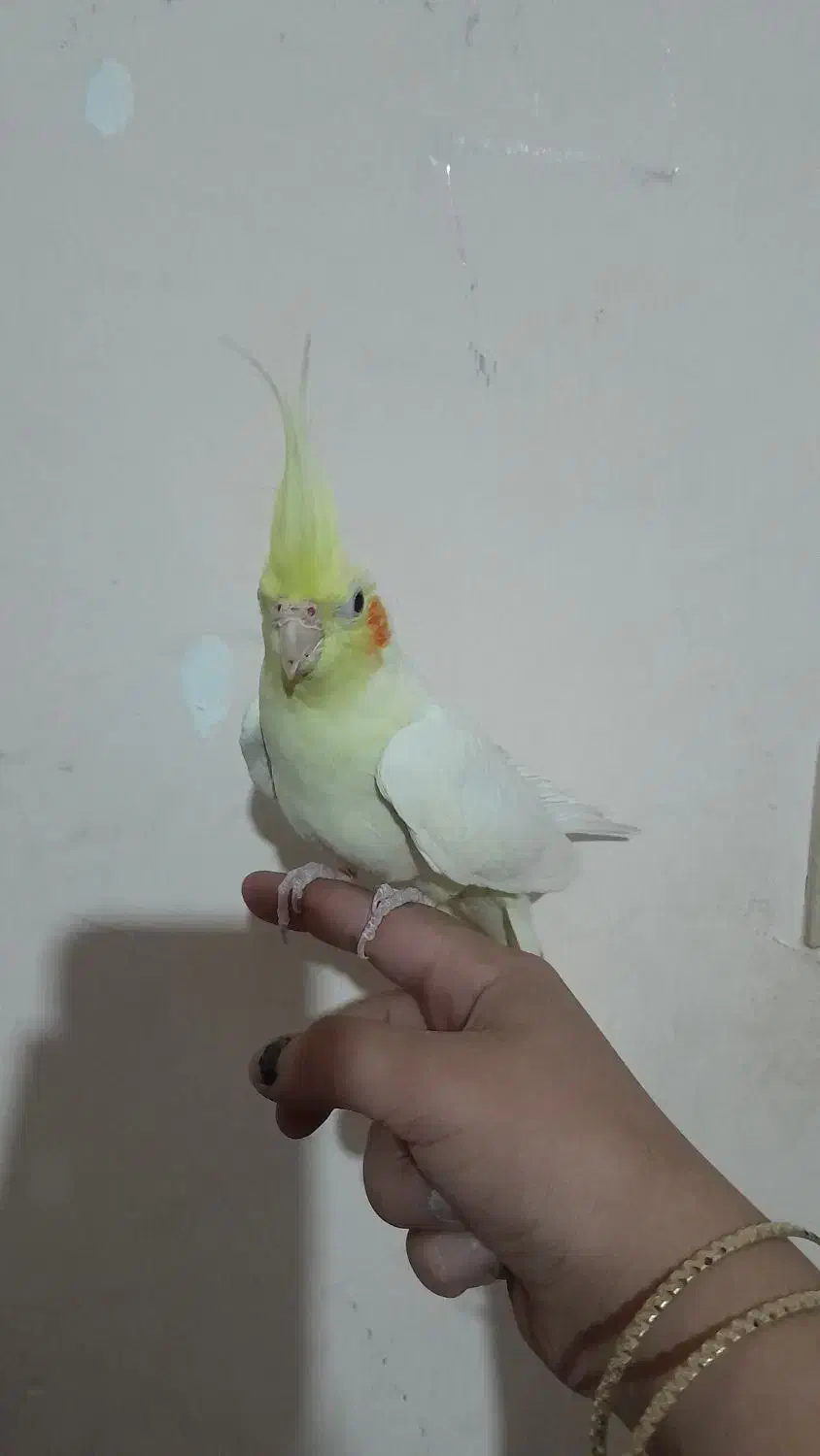 عروس هلندی لوتینو البینو دوکت اهویی گلباقالی|پرنده|مشهد, انصار|دیوار