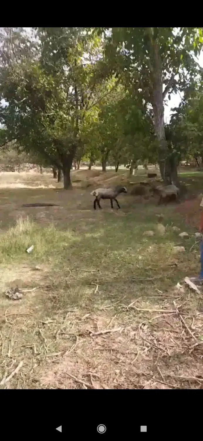 بره نر چاق|حیوانات مزرعه|تربت جام, میان جام|دیوار