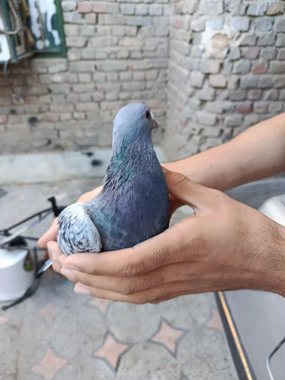 کبوتر پلاکی|پرنده|ایرانشهر, |دیوار