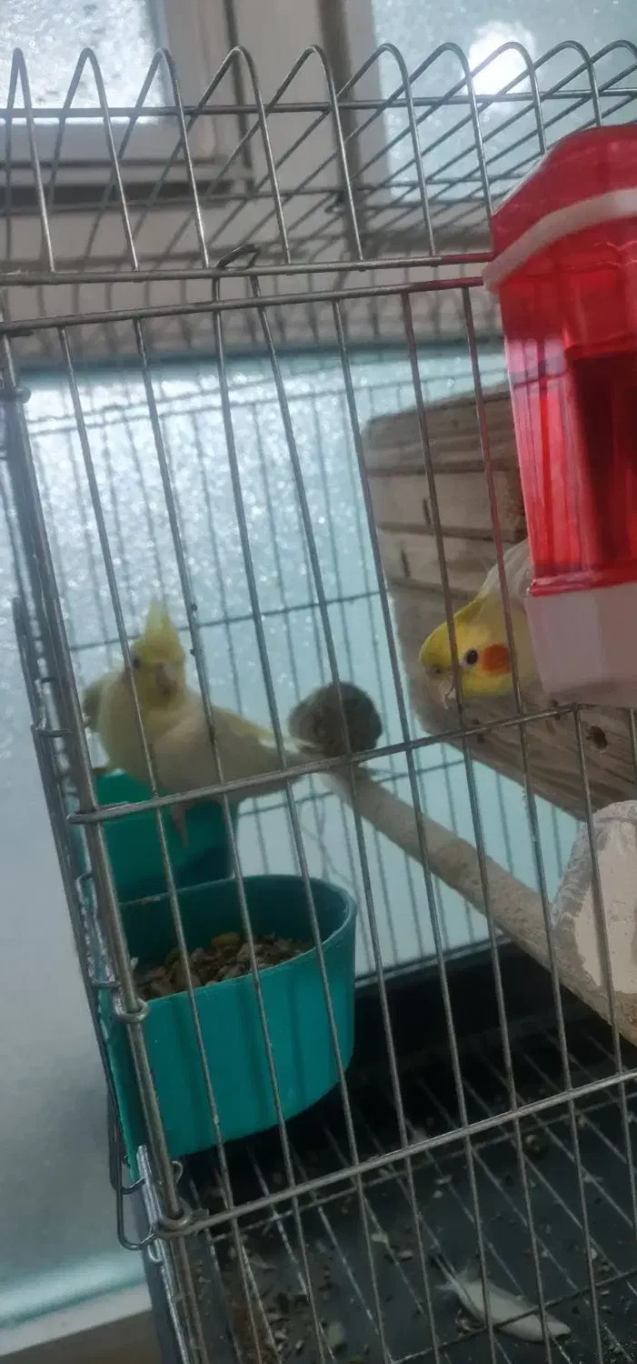 عروس هلند|پرنده|تهران, باغ خزانه|دیوار