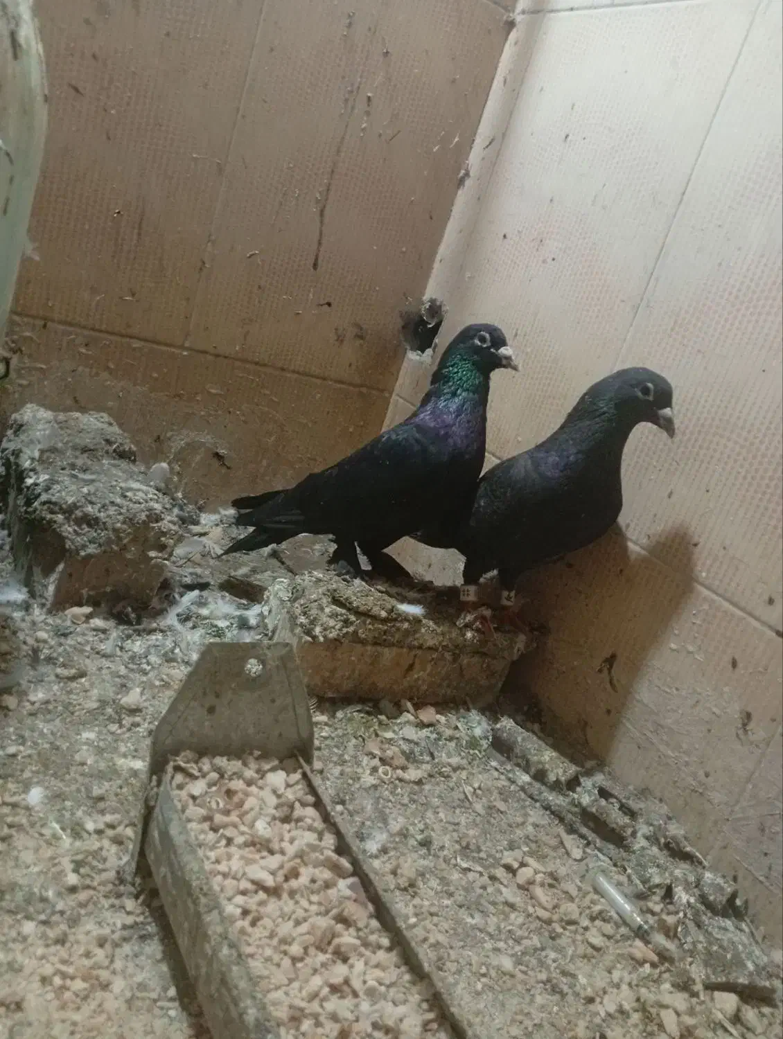 کبوتر سالم|پرنده|مینودشت, |دیوار