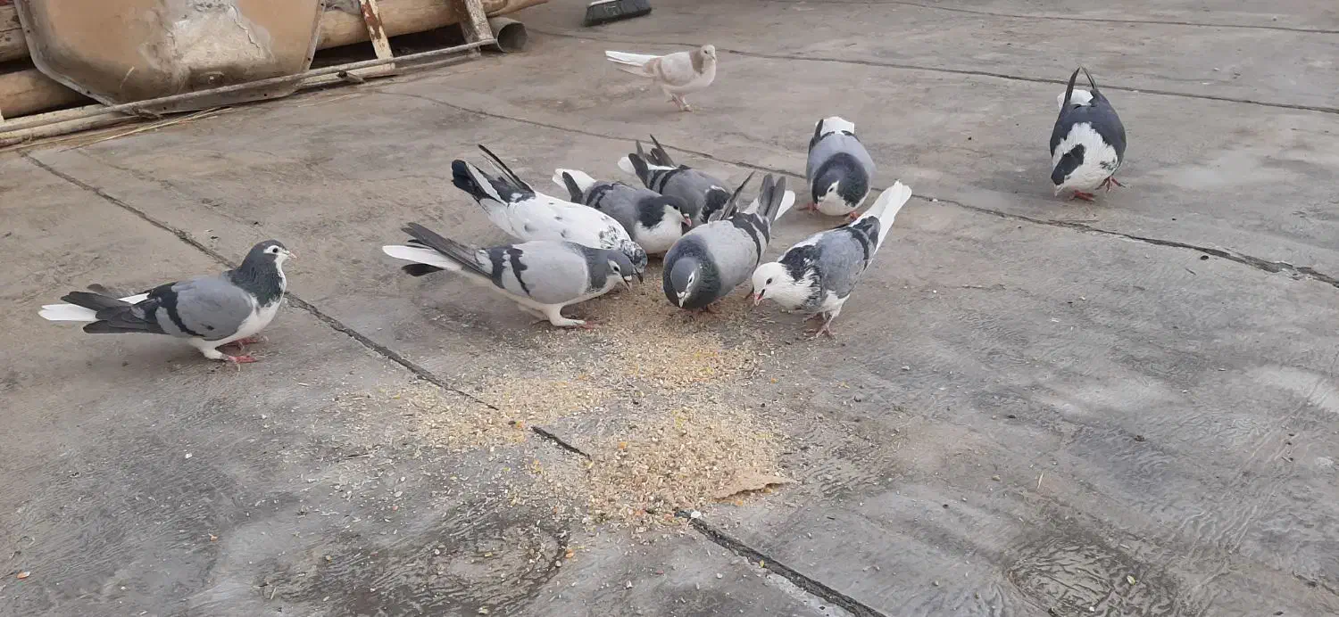 کفتر|پرنده|شاهین‌شهر, گزبرخوار|دیوار