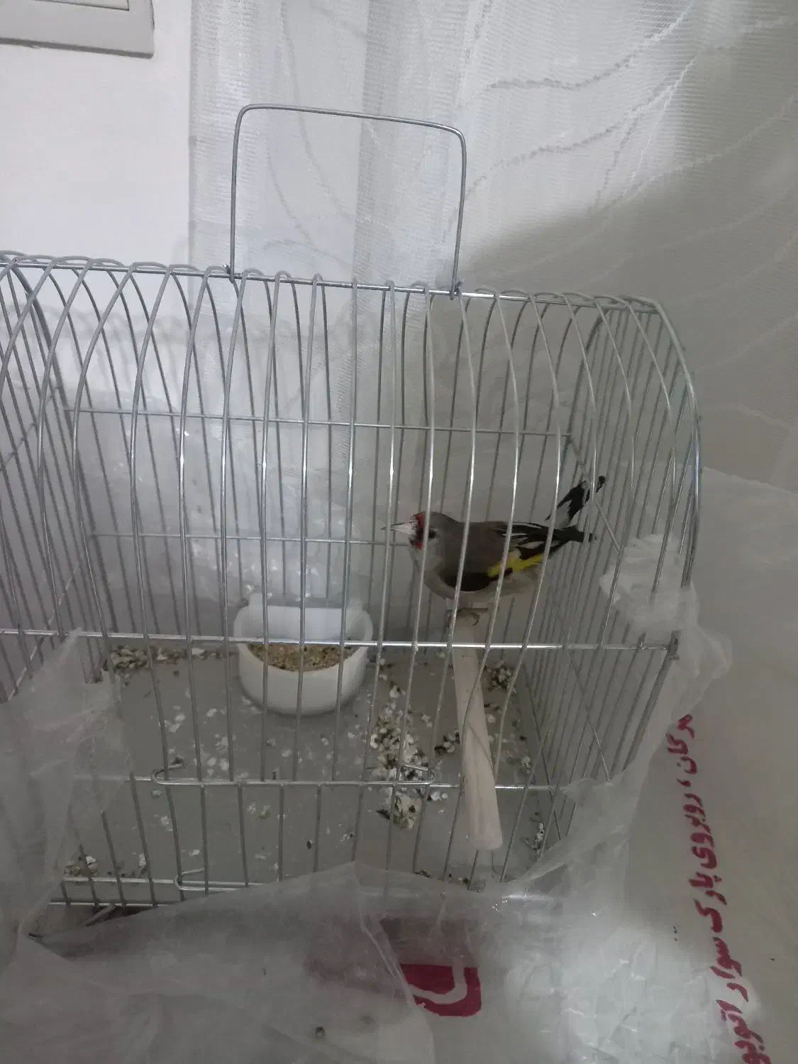 سره|پرنده|محمدیه-قزوین, |دیوار