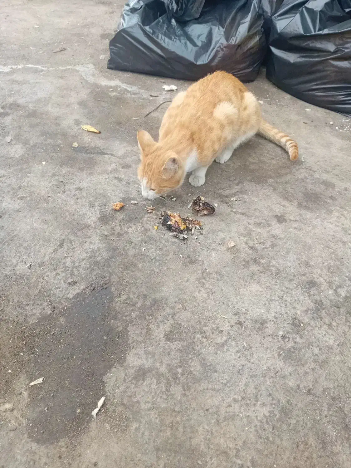 گربه|گربه|تبریز, |دیوار