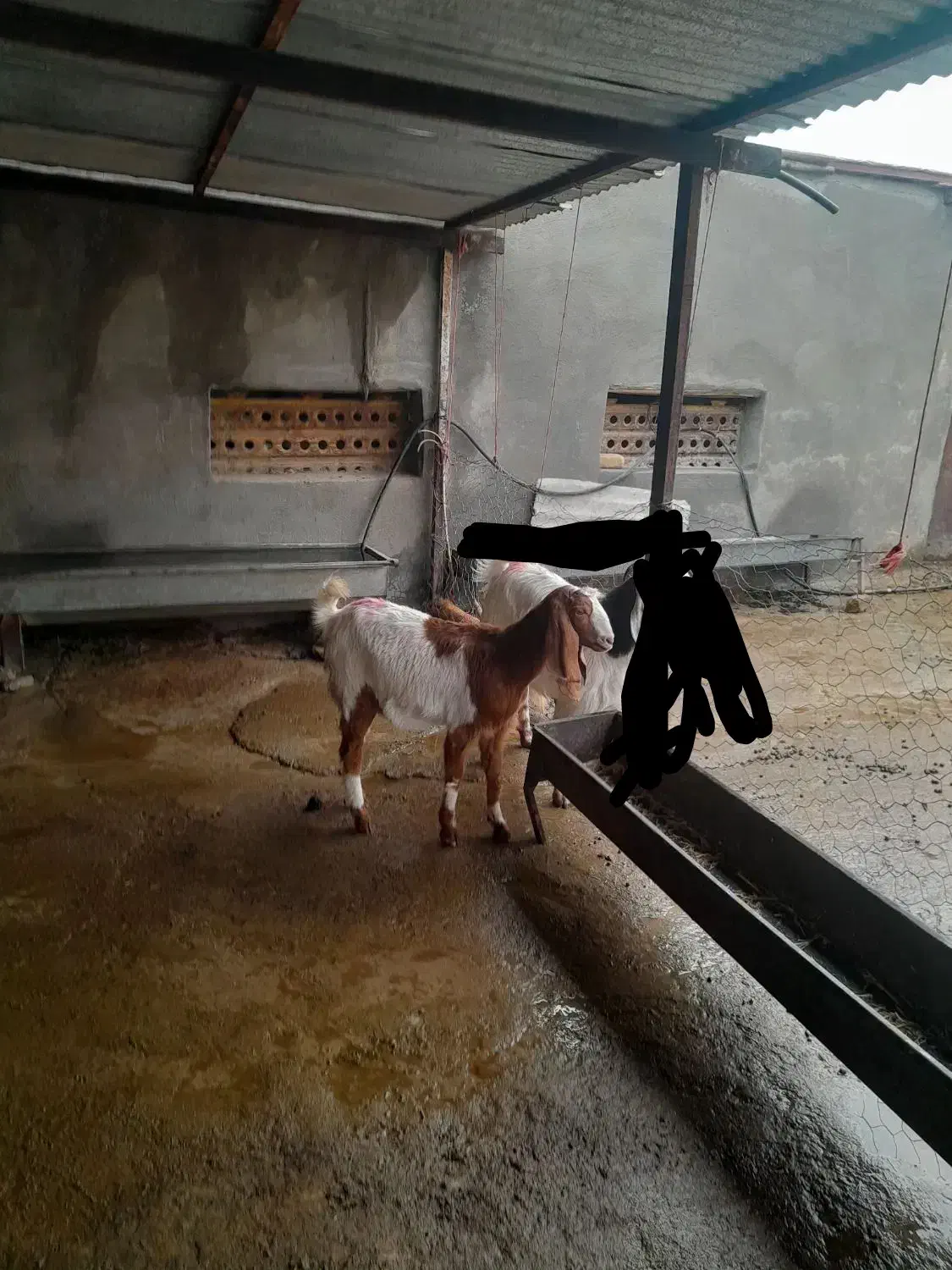 یک راس بز آبستن|حیوانات مزرعه|سرپل ذهاب, |دیوار