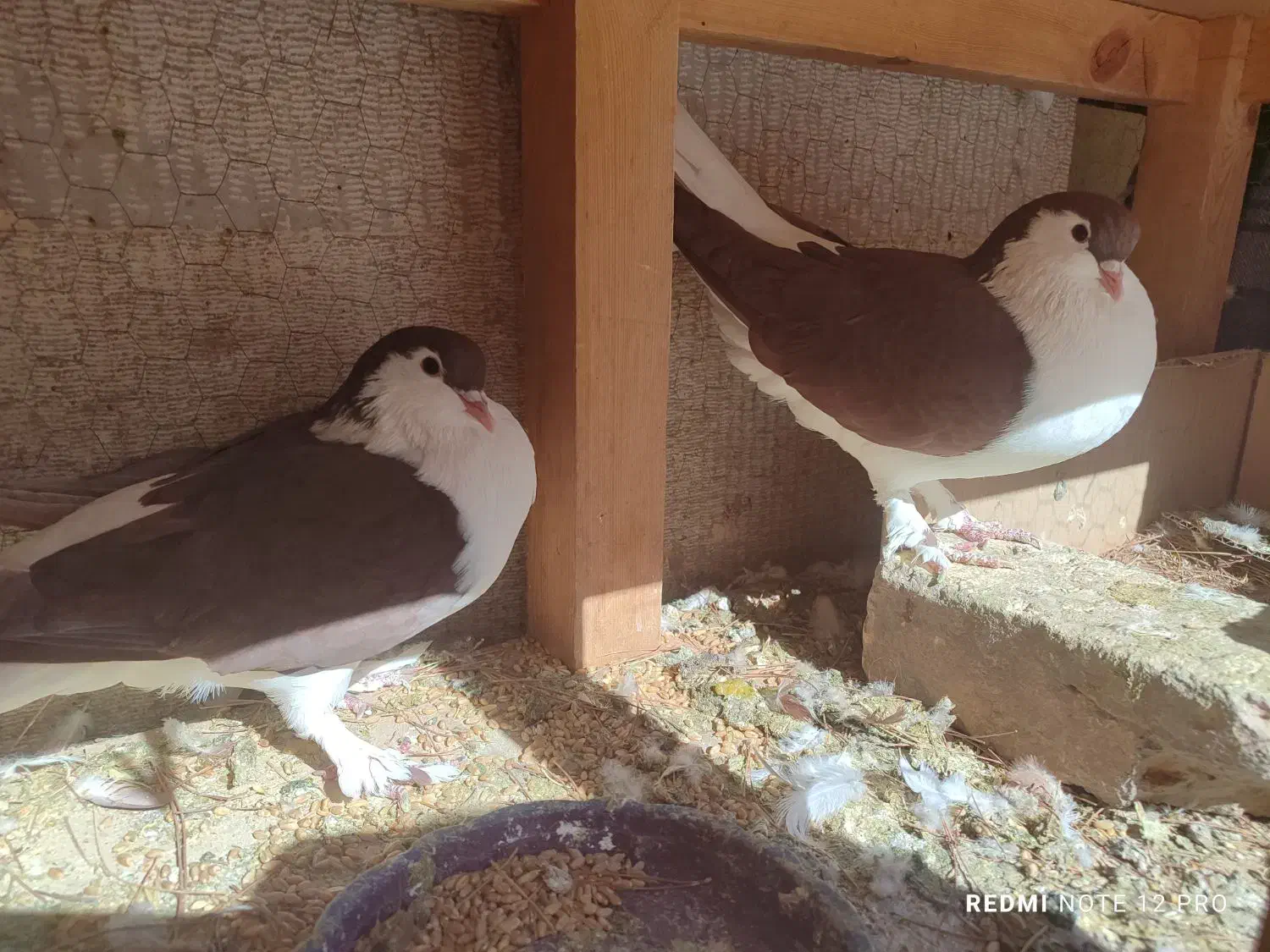 چهار جفت کبوتر|پرنده|صدرا-فارس, فاز ۱|دیوار