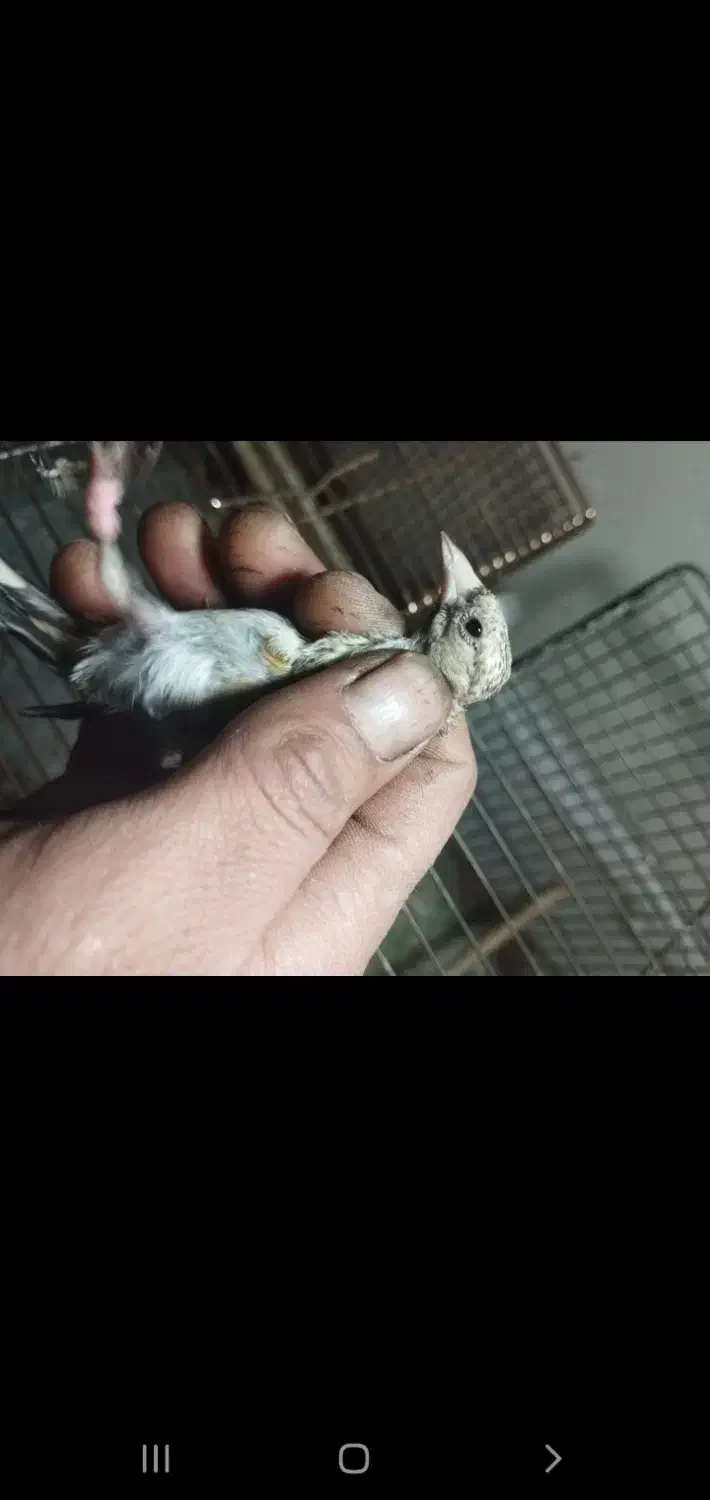 جوجه سهره|پرنده|بندرعباس, |دیوار