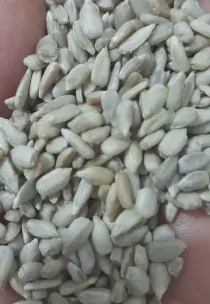 لپه محلی قابلمه پزباقیمت خیلی مناسب|خوردنی و آشامیدنی|شیراز, شهرک ترکان|دیوار