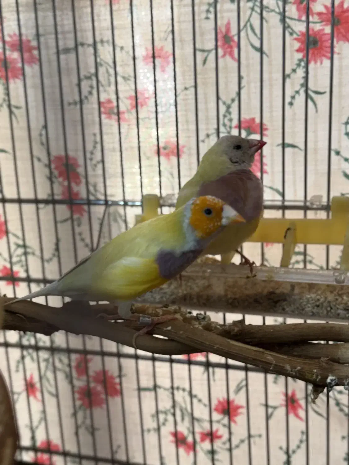 فنج گدین رنگ خاص|پرنده|قزوین, |دیوار