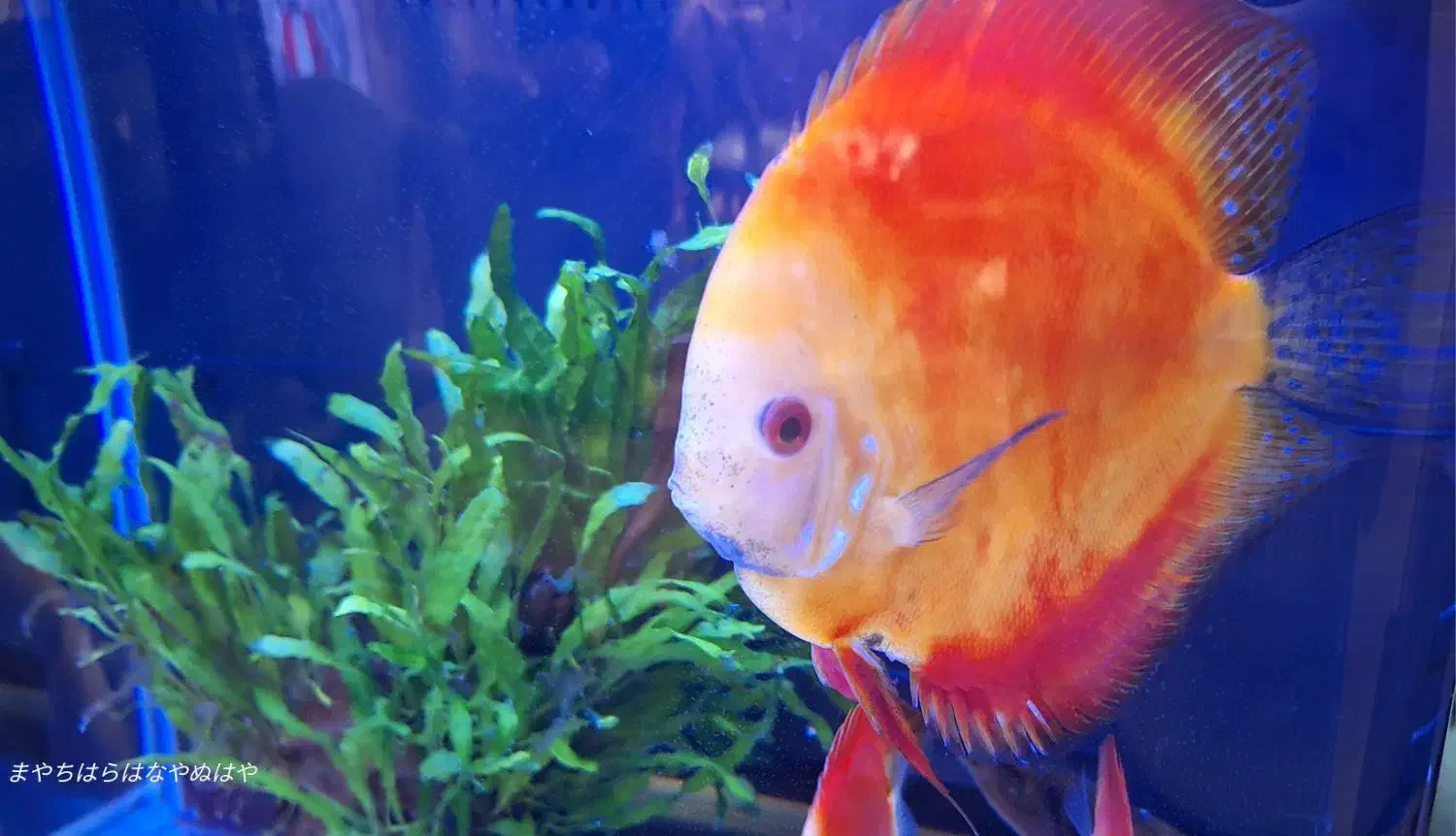 ماهی دیسکس قرمز نژاد دار اصل ۷اینچی|ماهی|کرج, عظیمیه|دیوار