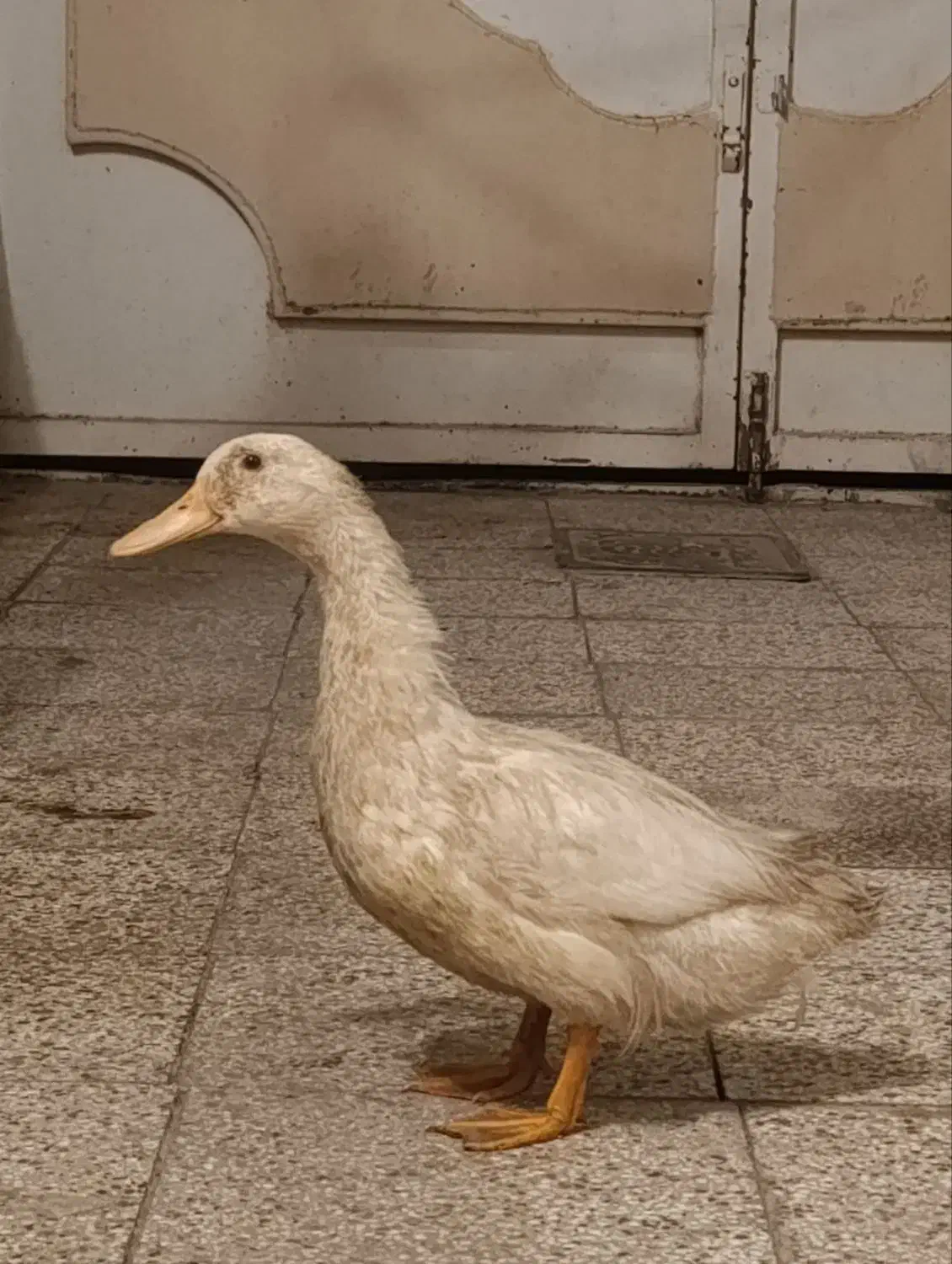 اردک سفید سرحال|حیوانات مزرعه|نیشابور, ابراهیم ادهم|دیوار