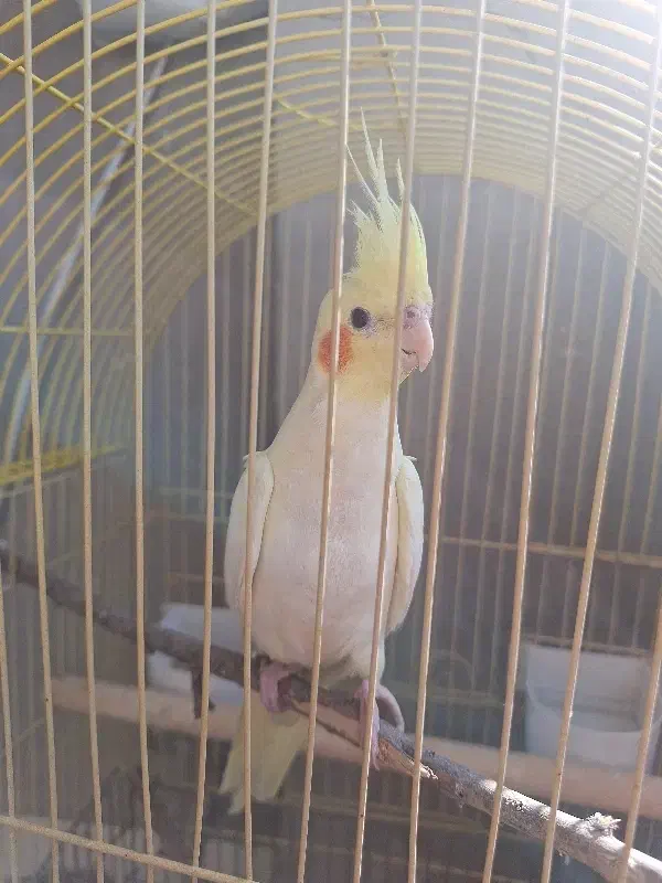 عروس هلندی|پرنده|لامرد, |دیوار