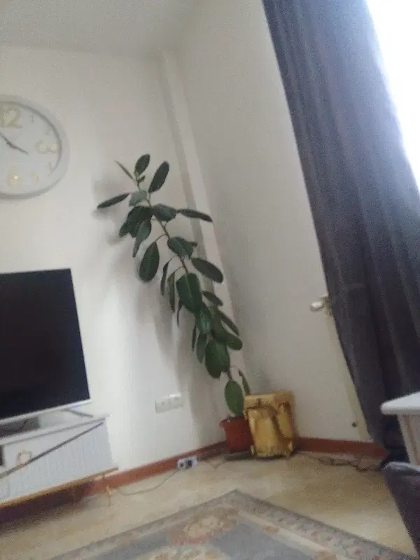 گل قد یکو ۸۵|گل و گیاه طبیعی|محمدیه-قزوین, |دیوار