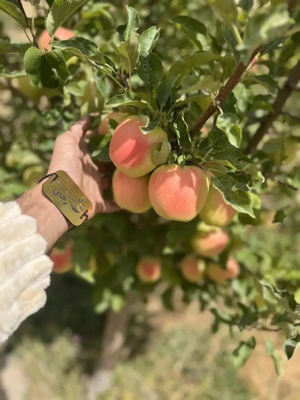 ارائه نهال سیب رندرز شیرین و پربار|خدمات باغبانی و درختکاری|جوانرود, |دیوار