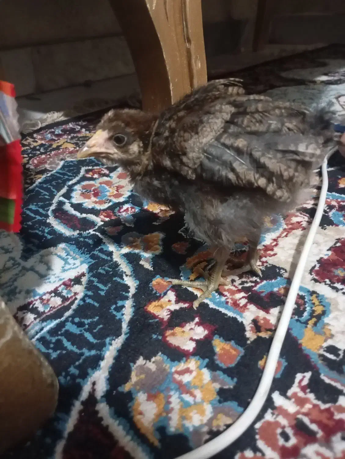 جوجه محلی|حیوانات مزرعه|پاکدشت, پاکدشت (مامازند)|دیوار