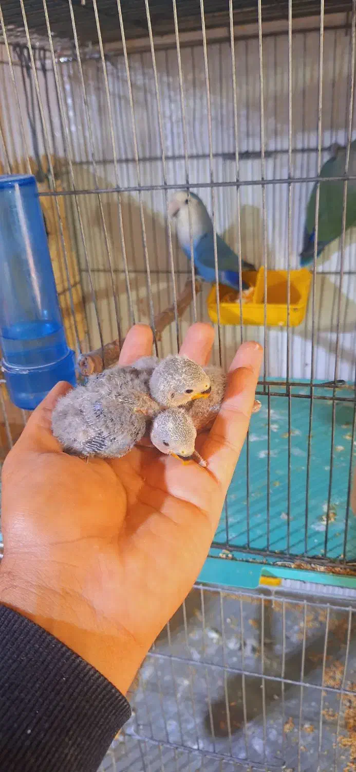 جوجه سرلاکی طوطی برزیلی یا کوتوله مرودشت|پرنده|مرودشت, ژیان|دیوار