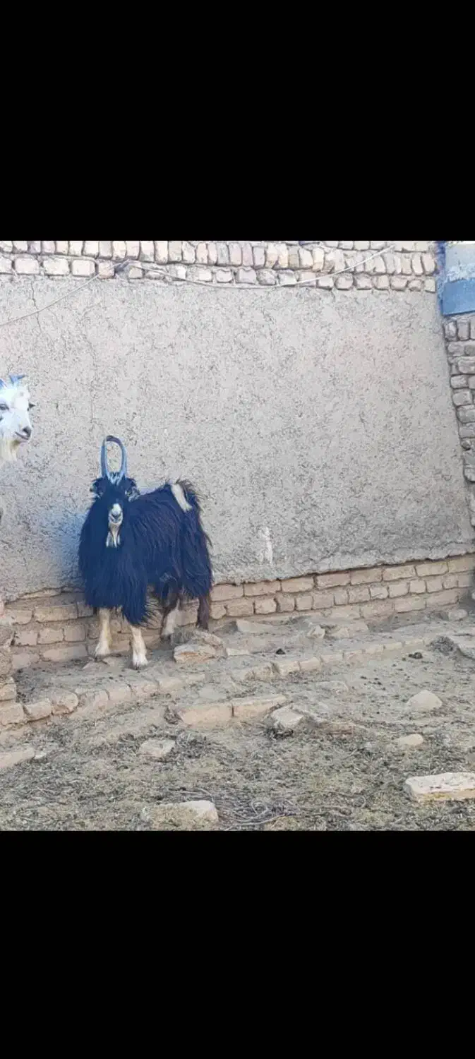 فروش یک عدد بز ویک عدد بزغاله نربزی|حیوانات مزرعه|جوادآباد, |دیوار