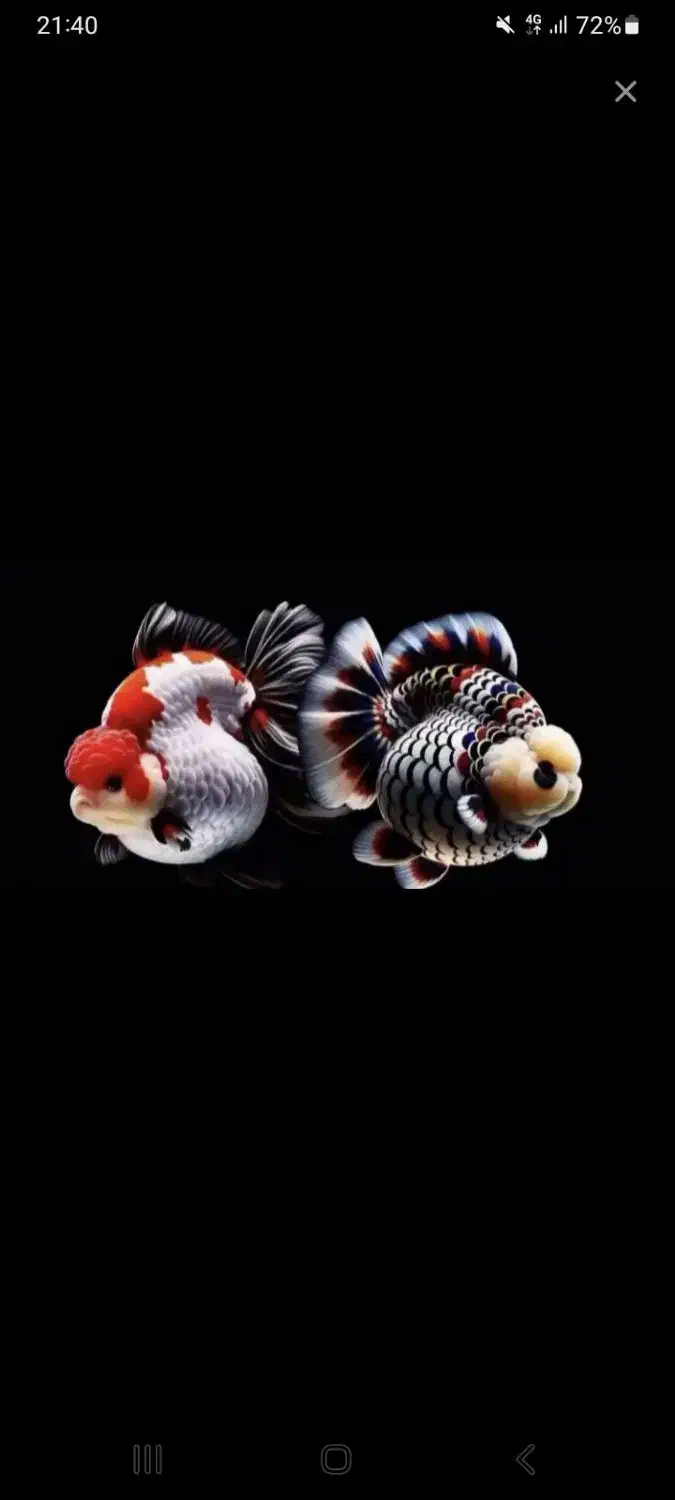 ماهی گلدفیش|ماهی|ساری, |دیوار