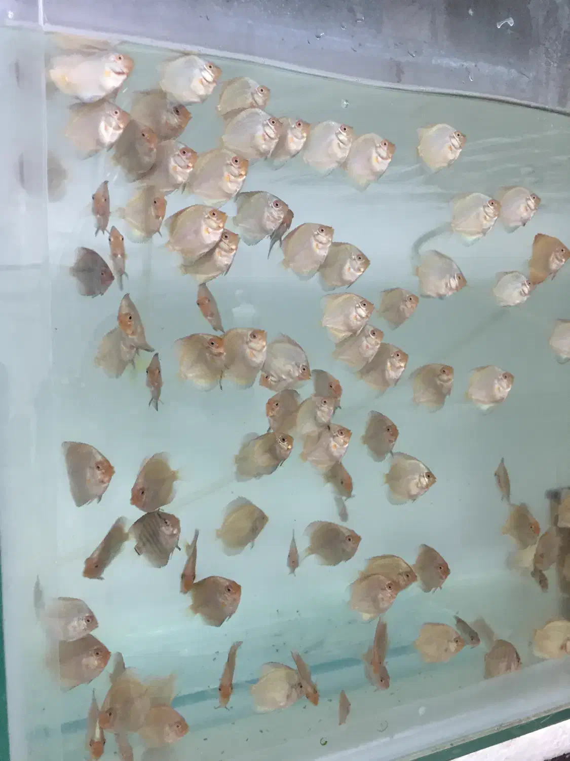 جوجه دیسکس|ماهی|رشت, ولکس|دیوار