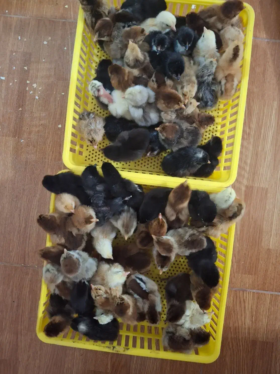 جوجه مرغ|حیوانات مزرعه|گوراب زرمیخ, |دیوار