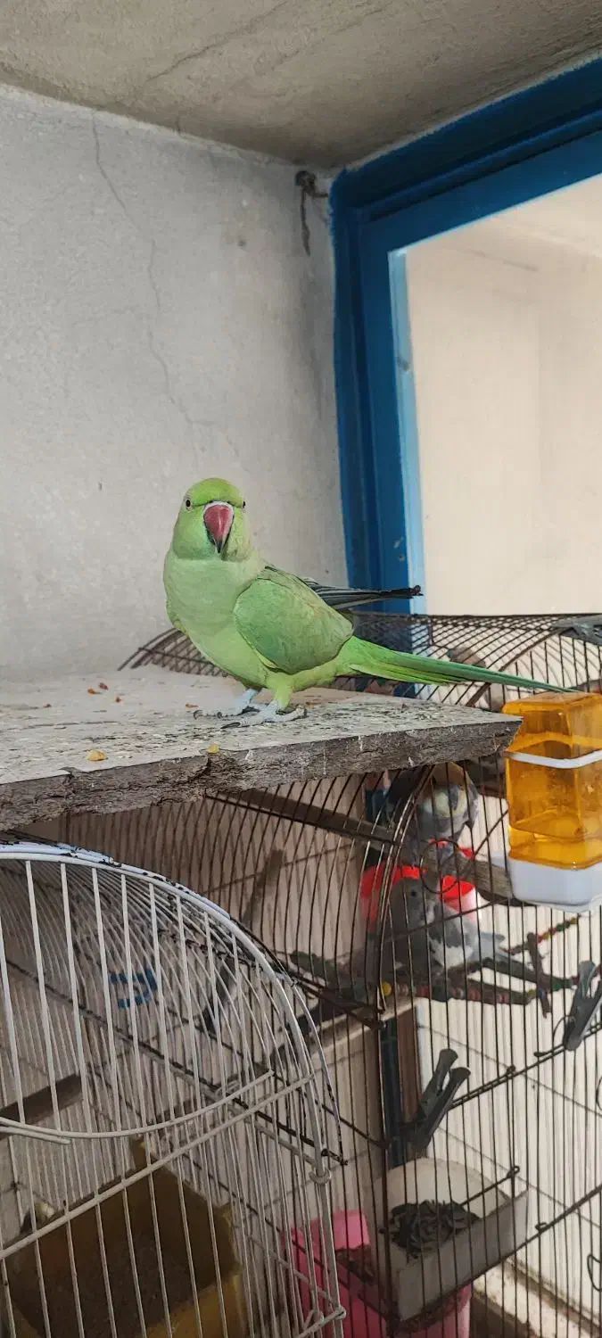 طوطی ملنگو|پرنده|اردبیل, |دیوار