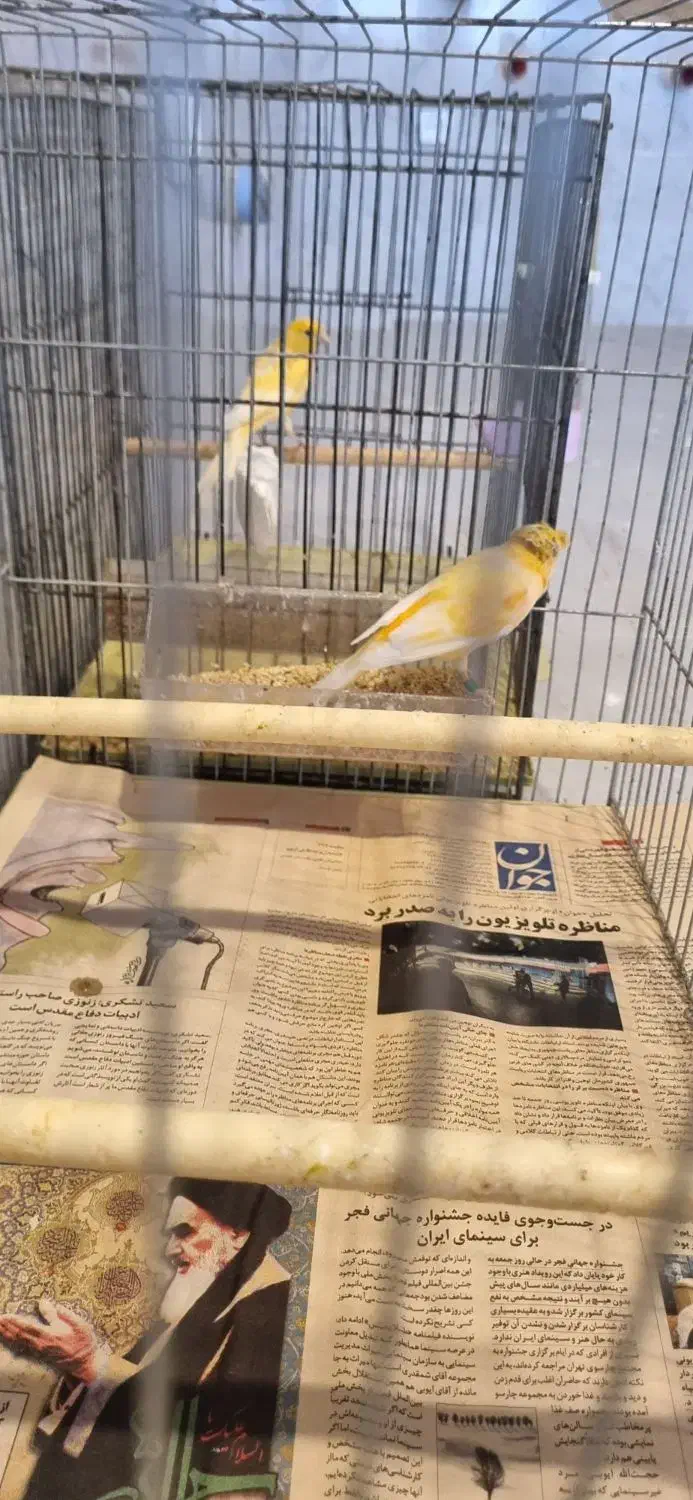 قناری مست|پرنده|بهار, |دیوار