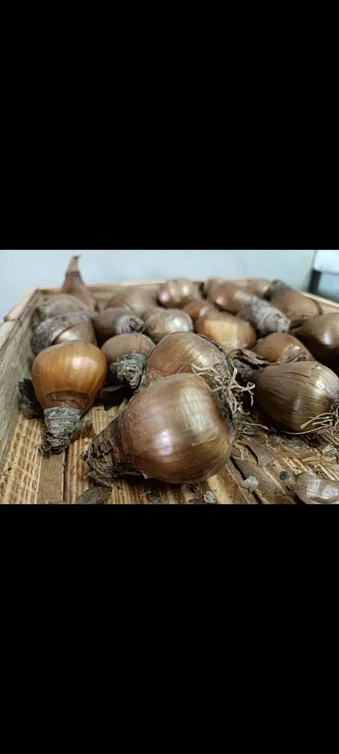 پیاز گل نرگس شهلا|گل و گیاه طبیعی|بهبهان, |دیوار