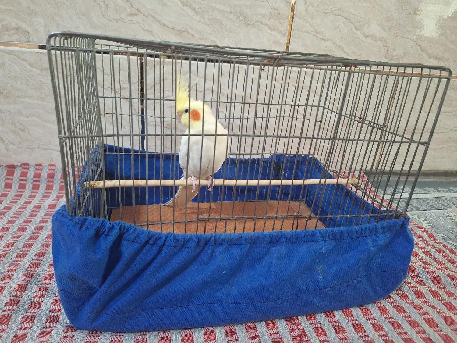 عروس هلندی|پرنده|جرقویه, |دیوار