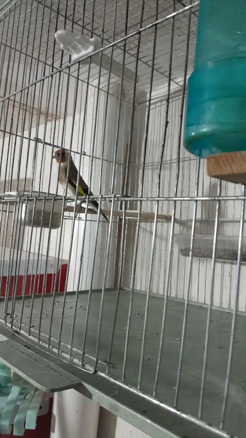 سهره نریک ساله دهن باغی|پرنده|سقز, |دیوار