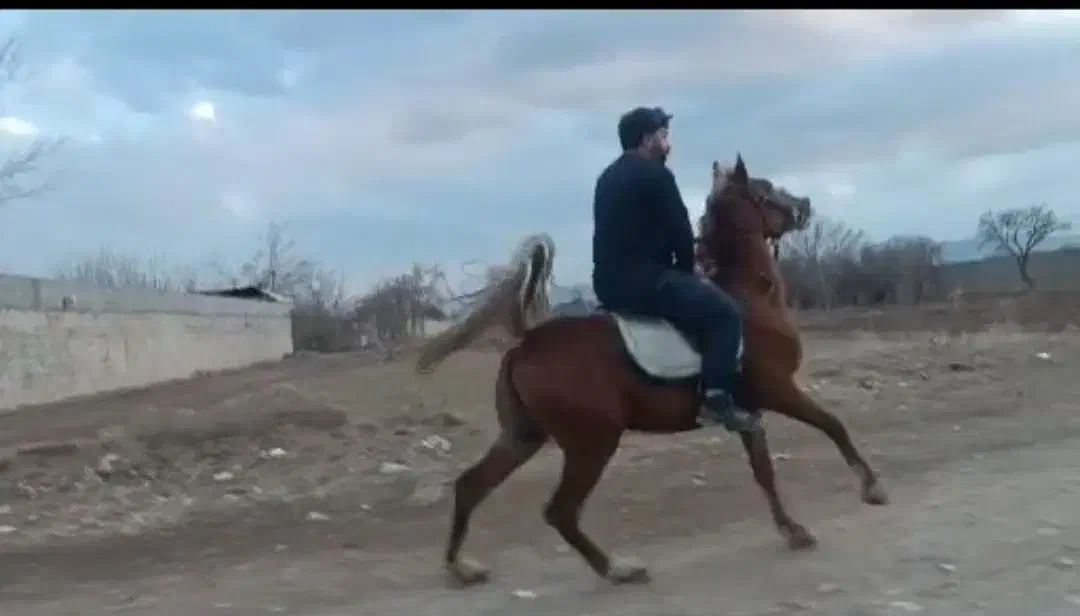 اسب و کره مادیون و مادیون|اسب و تجهیزات اسبسواری|اصفهان, جلفا|دیوار