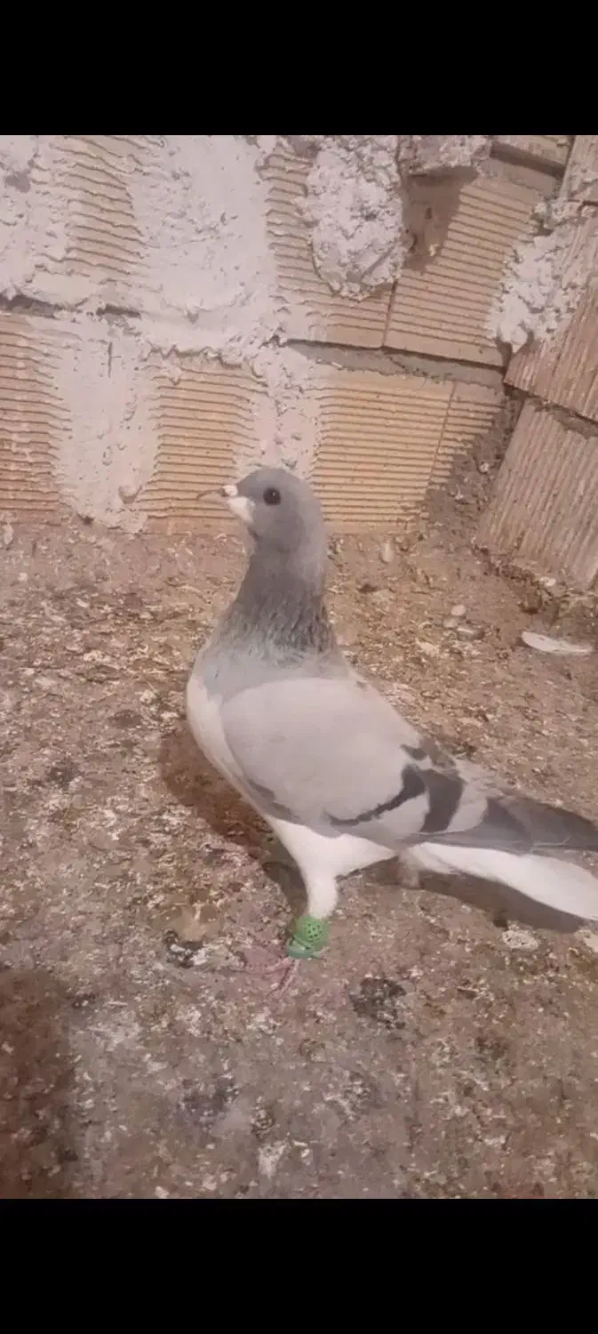 بدرنگ|پرنده|قزوین, |دیوار