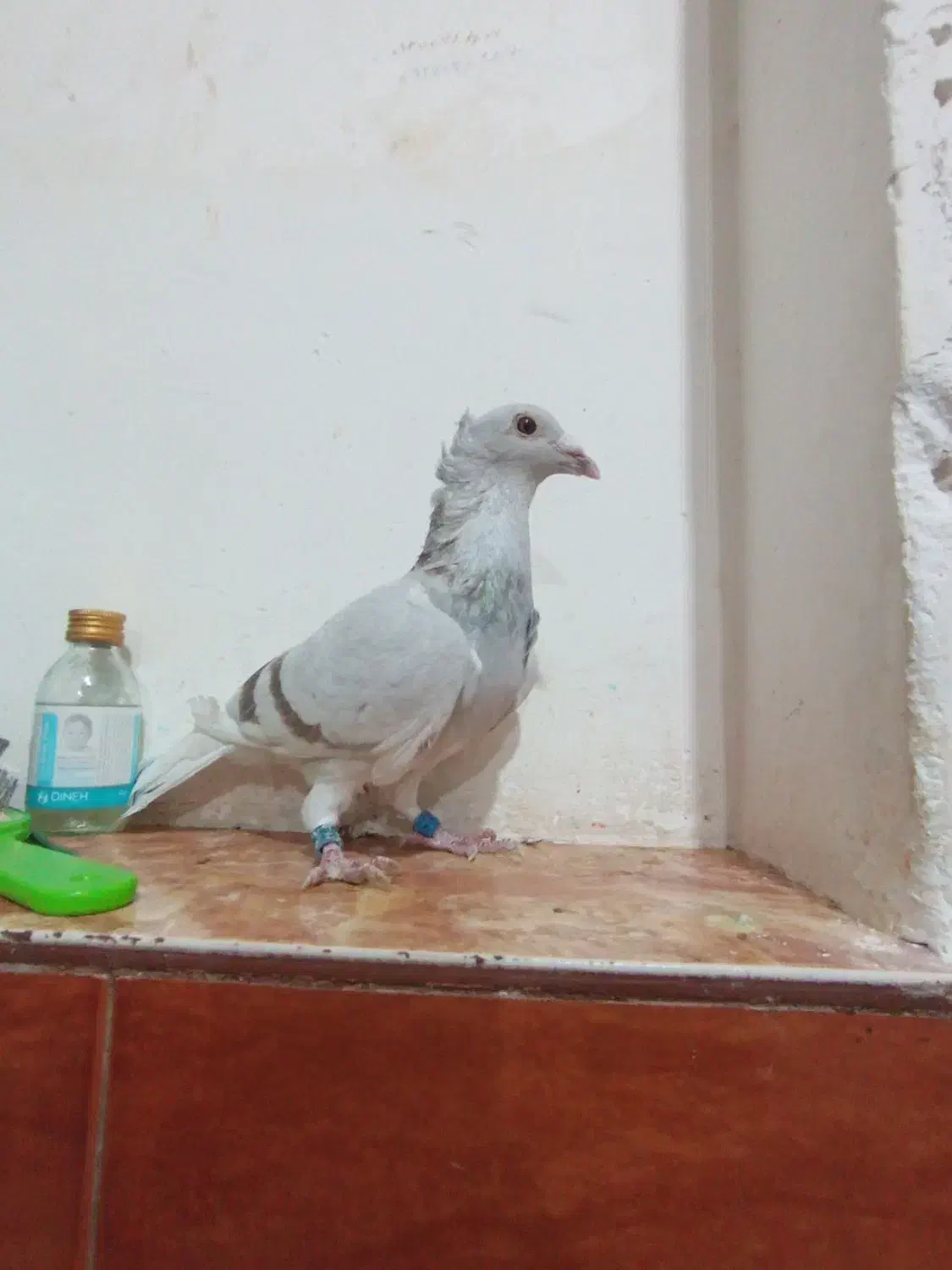 کاکلی|پرنده|خواف, |دیوار